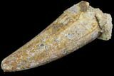 Fossil Crocodile (Elosuchus) Tooth - Kem Kem Beds, Morocco #87206-1